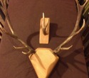 antlers3